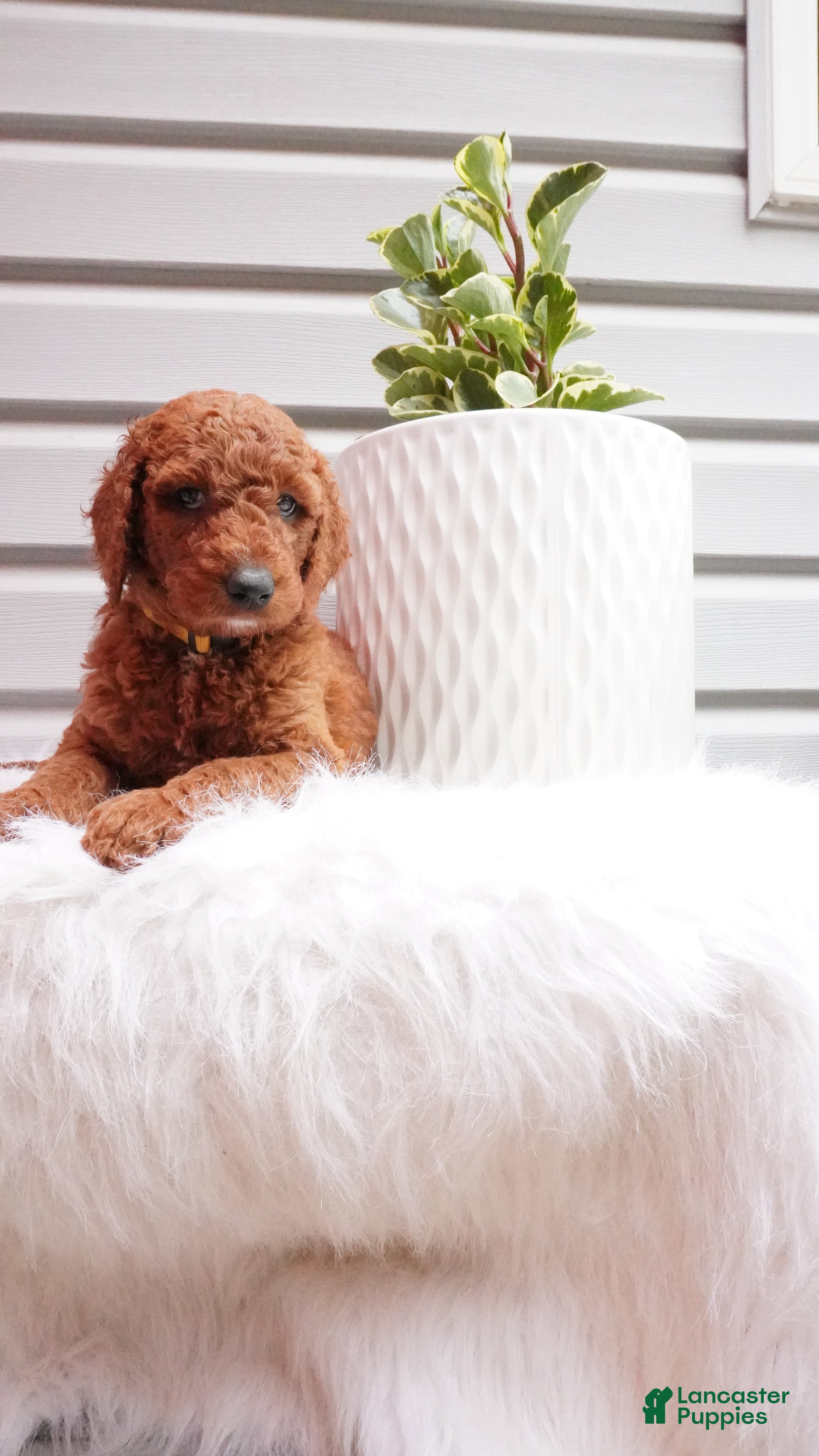 Goldendoodle dogs Rubble - Ad 2