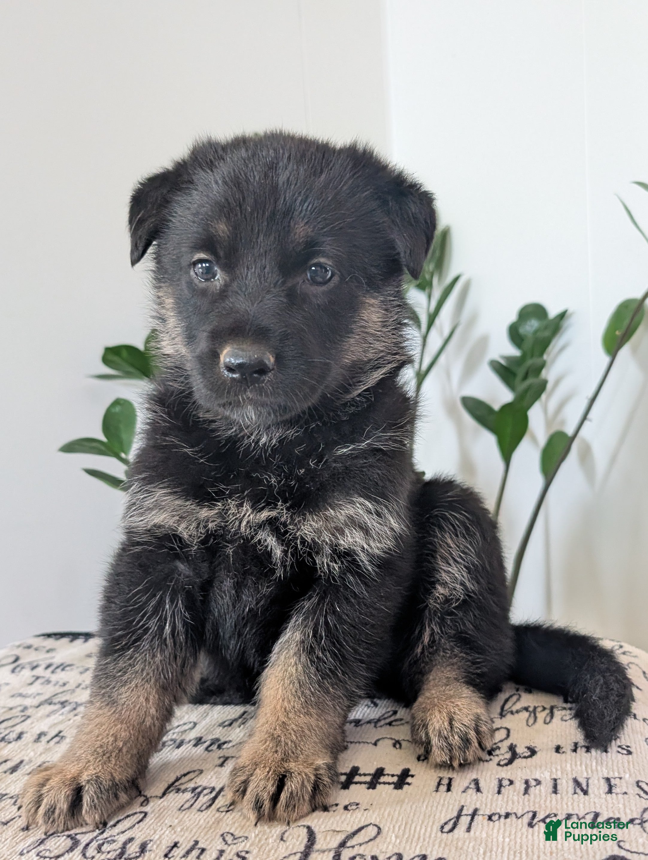 German Shepherd dogs Missy - Ad 2