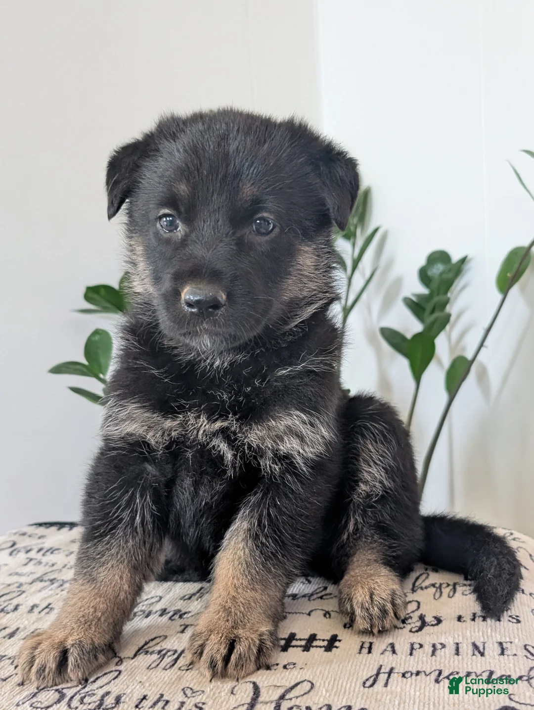 German Shepherd dogs for sale: Missy - Ad 2