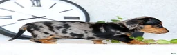 Miniature Dachshund dogs for sale: Lilla - Ad 9