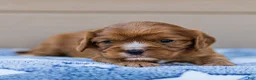 Cavalier King Charles Spaniel dogs for sale: Jasper Cavalier King Charles Spaniel  - Ad 15