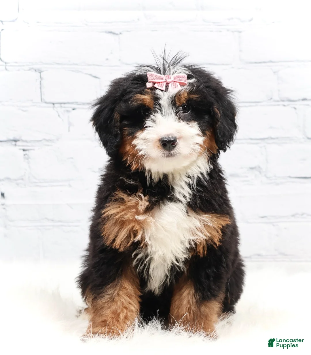 Mini Bernedoodle dogs for sale: Dylan - Ad 2