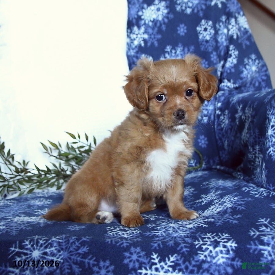 Shihpoo dogs Waylen - Ad 2