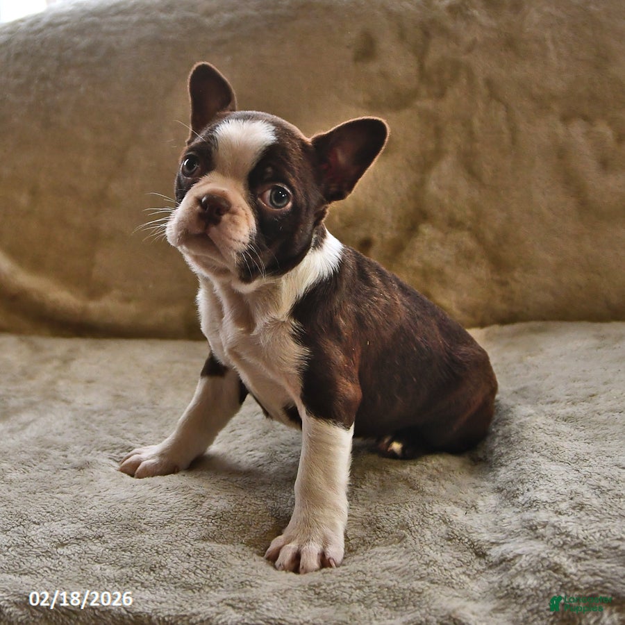 Boston Terrier dogs Mocha - Ad 2