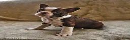 Boston Terrier dogs for sale: Mocha - Ad 2