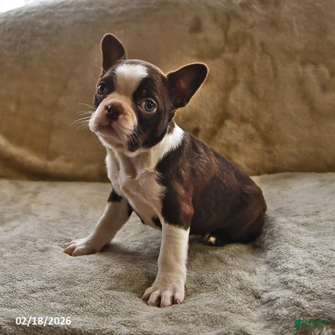 Boston Terrier dogs for sale: Mocha - Ad 2