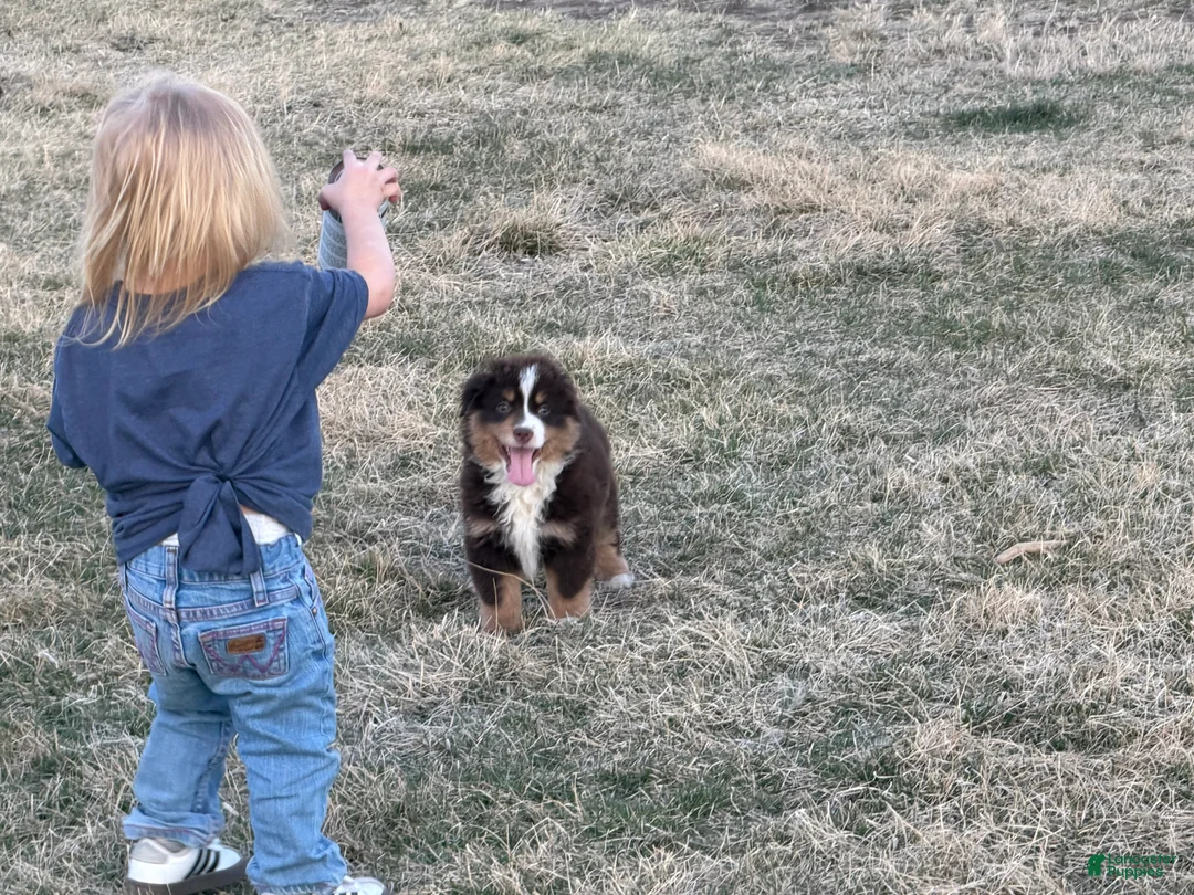 Miniature Australian Shepherd dogs for sale: Glory - Ad 1