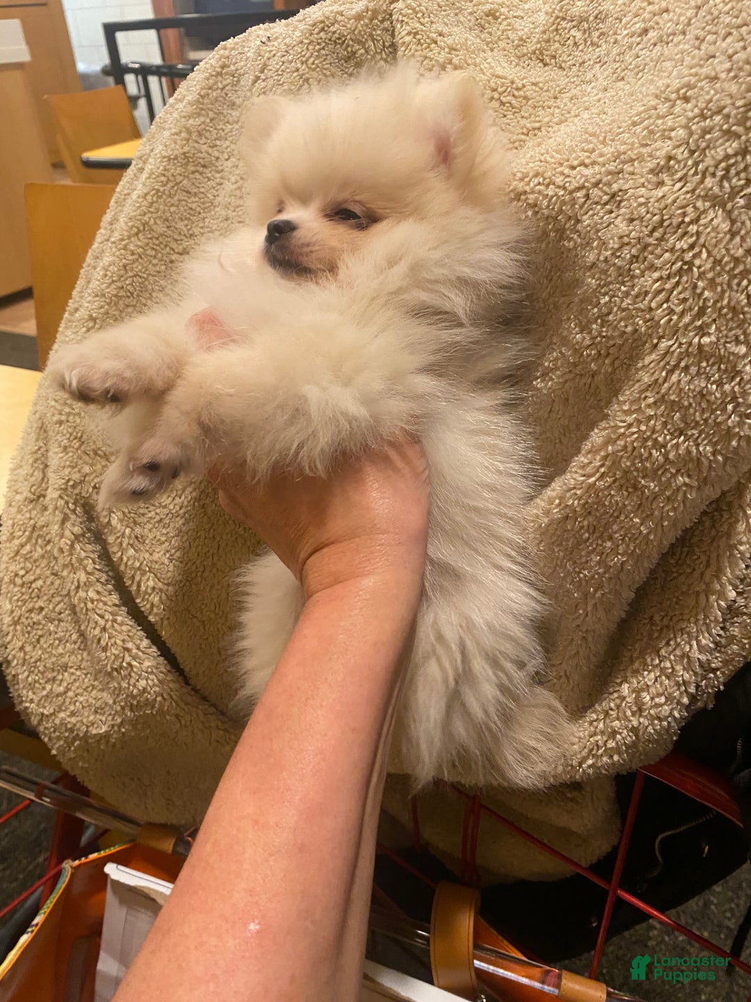 Pomeranian dogs for sale: Pomeranian Puppy 1 - Ad 7