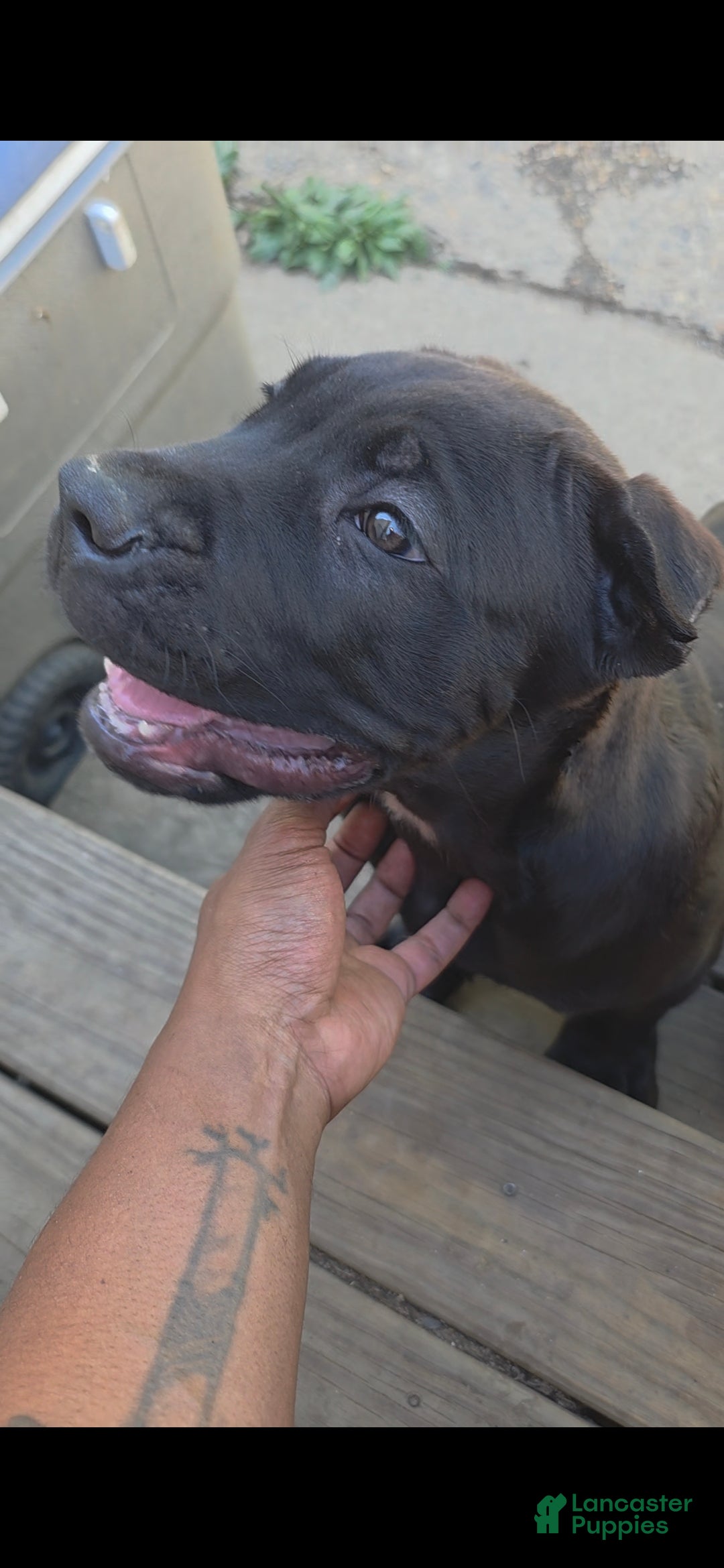 Cane Corso dogs Rocko  - Ad 2
