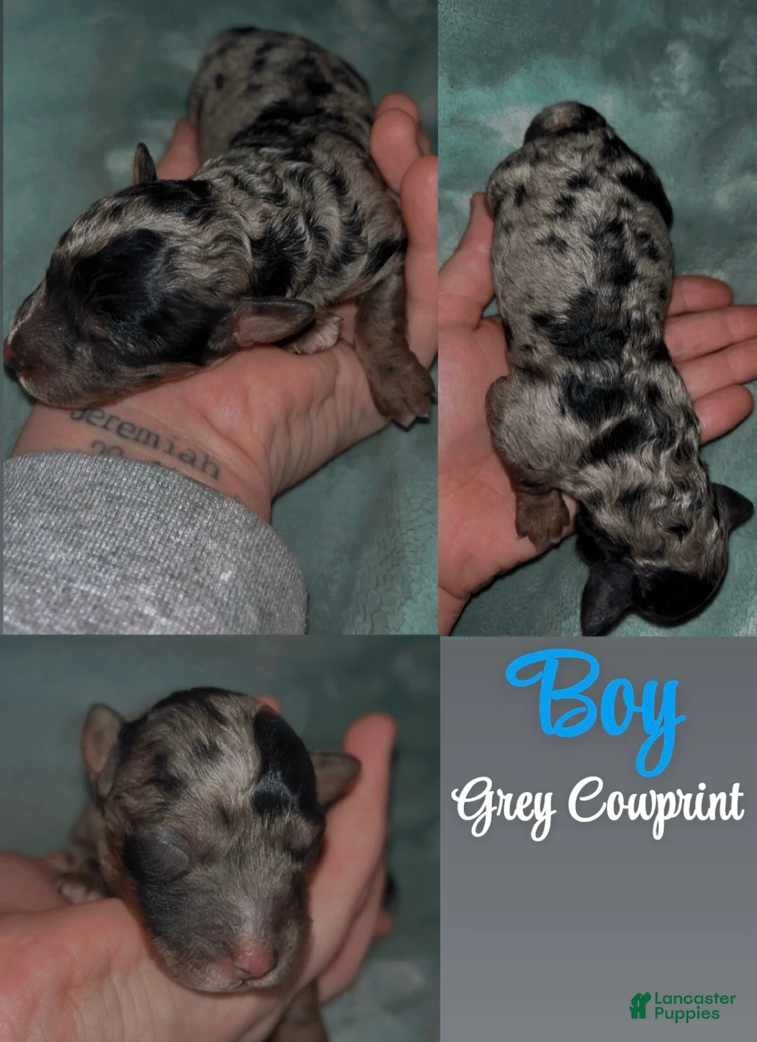 Labradoodle dogs for sale: Comet - Ad 1