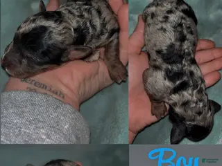 Labradoodle dogs Comet - Ad 8