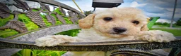 Havapoo dogs for sale: Avalon-SUMMER SALE!! $100 off listed price-this week only!  - Ad 5