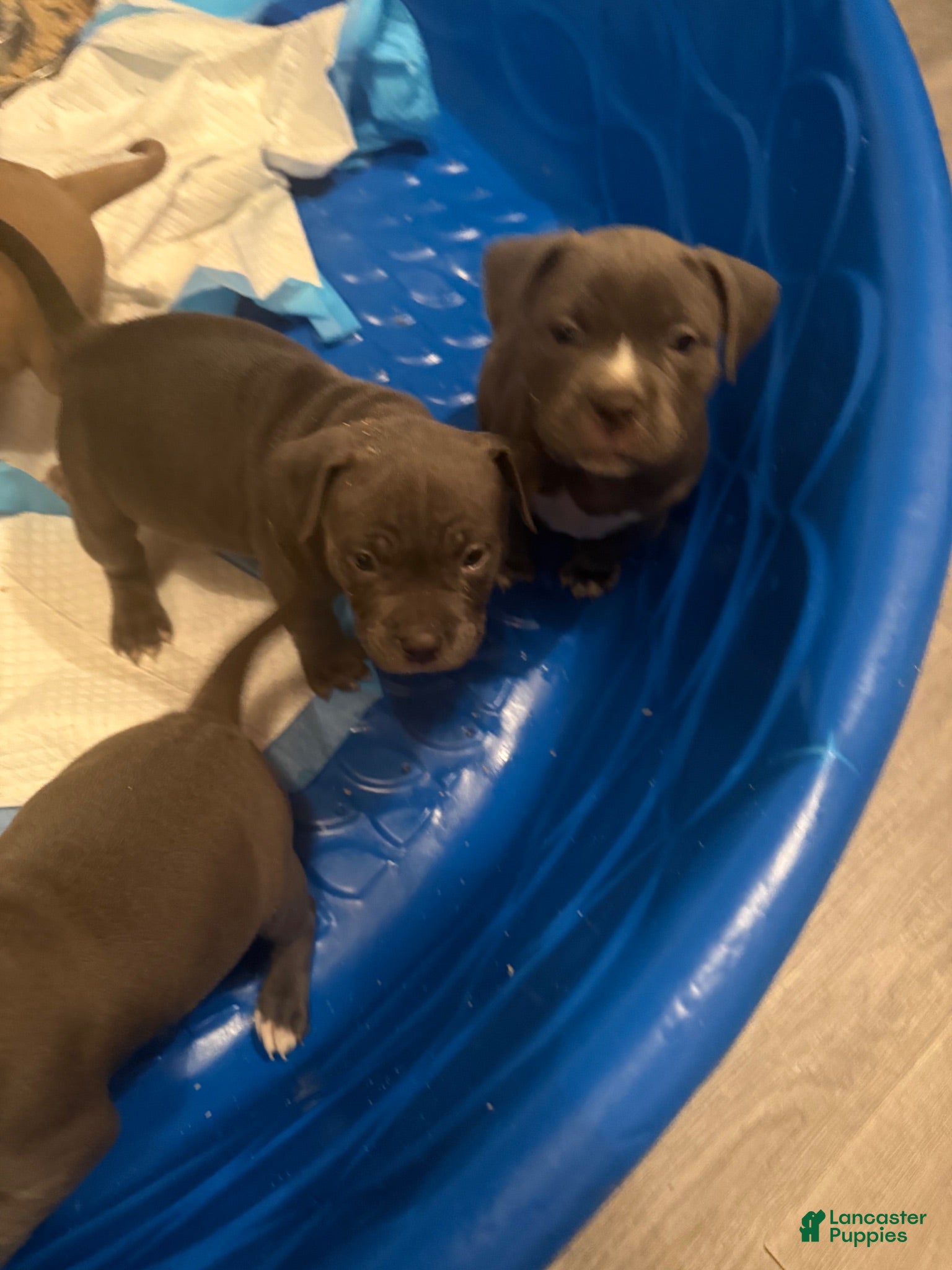American Bully dogs American Bully 3 - Ad 8