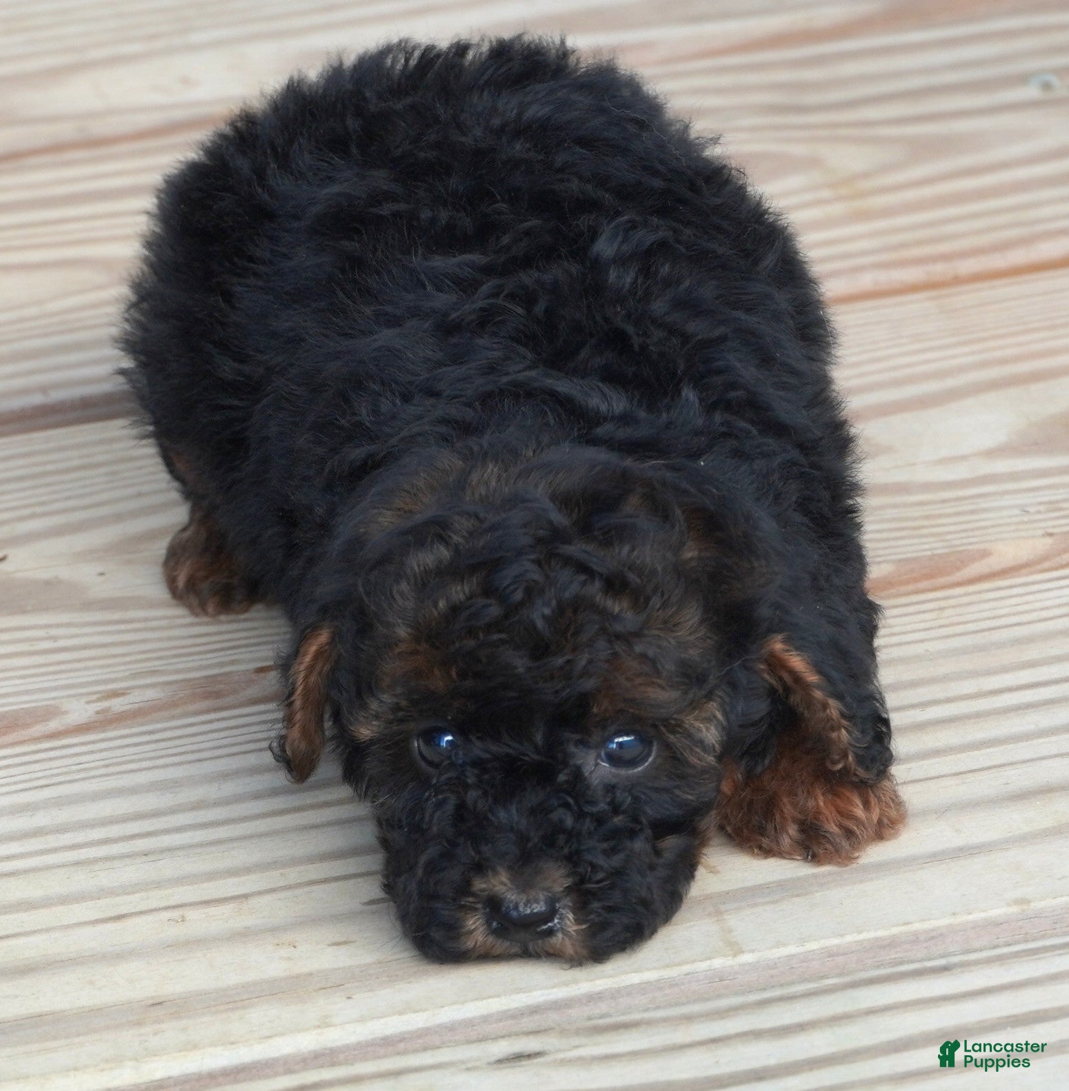 Toy Poodle dogs for sale: Black Red Phantom Female - Ad 2