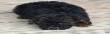 Black Red Phantom Female