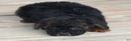 Toy Poodle dogs for sale: Black Red Phantom Female - Ad 1