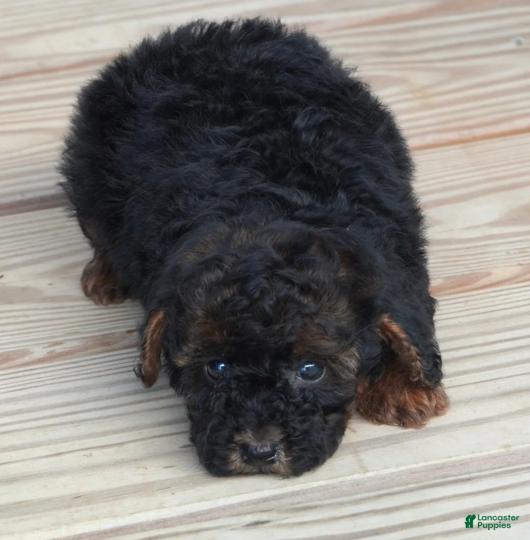 Toy Poodle dogs for sale: Black Red Phantom Female - Ad 1
