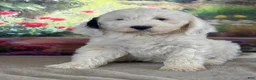 Bernedoodle dogs for sale: Bernie - Ad 4