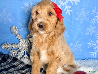 Goldendoodle dogs Noelle - Ad 26