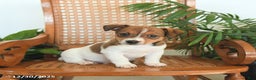 Jack Russell Terrier dogs for sale: Remy - Ad 3