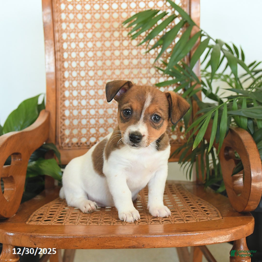 Jack Russell Terrier dogs for sale: Remy - Ad 3