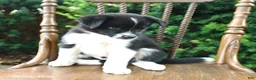 Mixed Breed dogs for sale: Dash - Ad 4