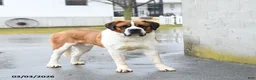 Saint Bernard dogs for stud: Saint Bernard - Ad 3