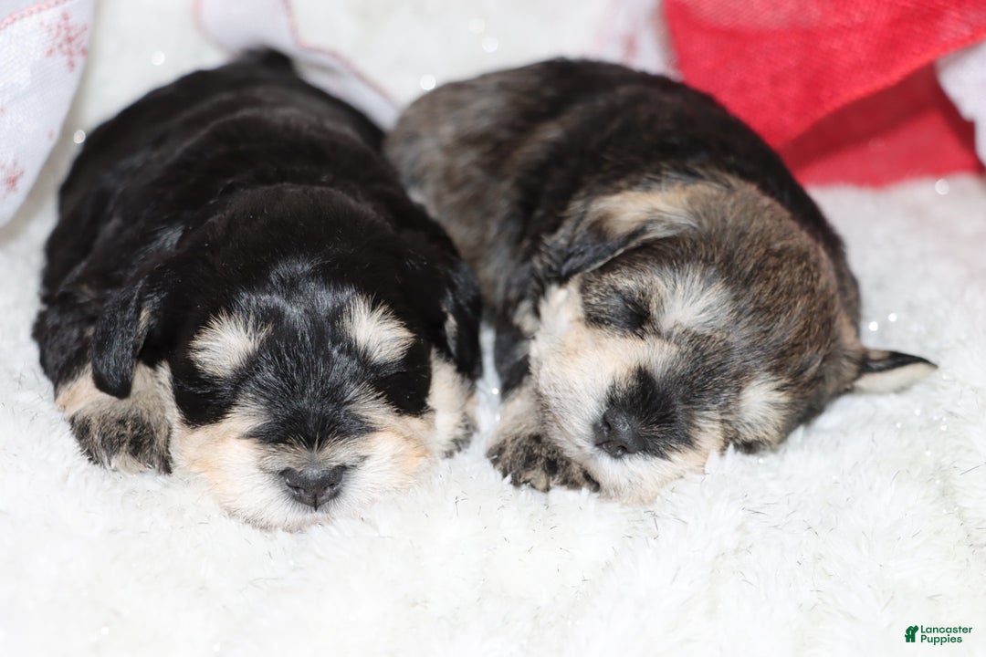 Miniature Schnauzer dogs for sale: Sparkle - Ad 6