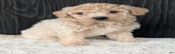 Bichpoo dogs for sale: Lyla - Ad 14