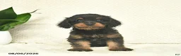 Cavapoo dogs for sale: Ramsey  - Ad 3