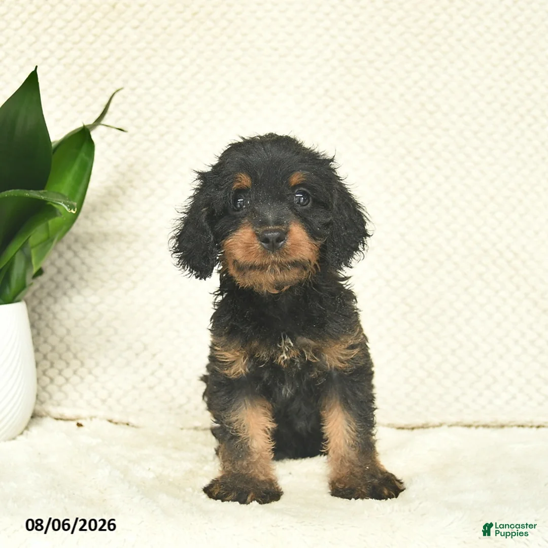 Cavapoo dogs for sale: Ramsey  - Ad 3