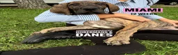 Great Dane dogs for sale: Miami - Ad 3