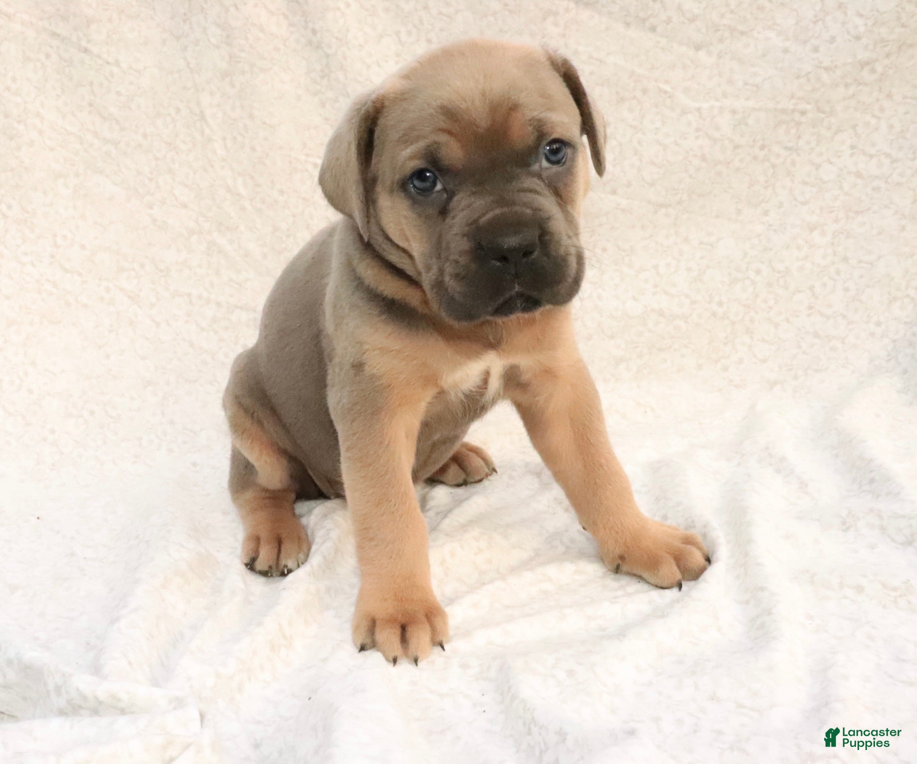 Cane Corso dogs Mino - Ad 1