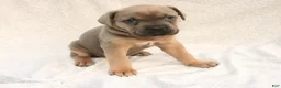 Cane Corso dogs for sale: Mino - Ad 1