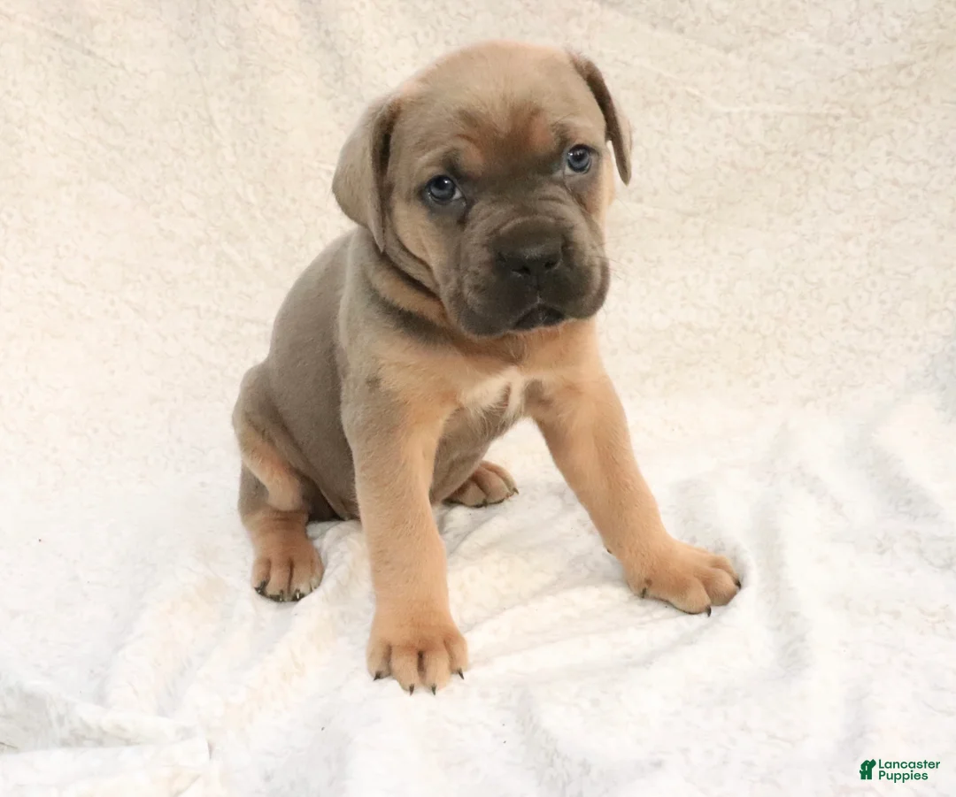 Cane Corso dogs for sale: Mino - Ad 1