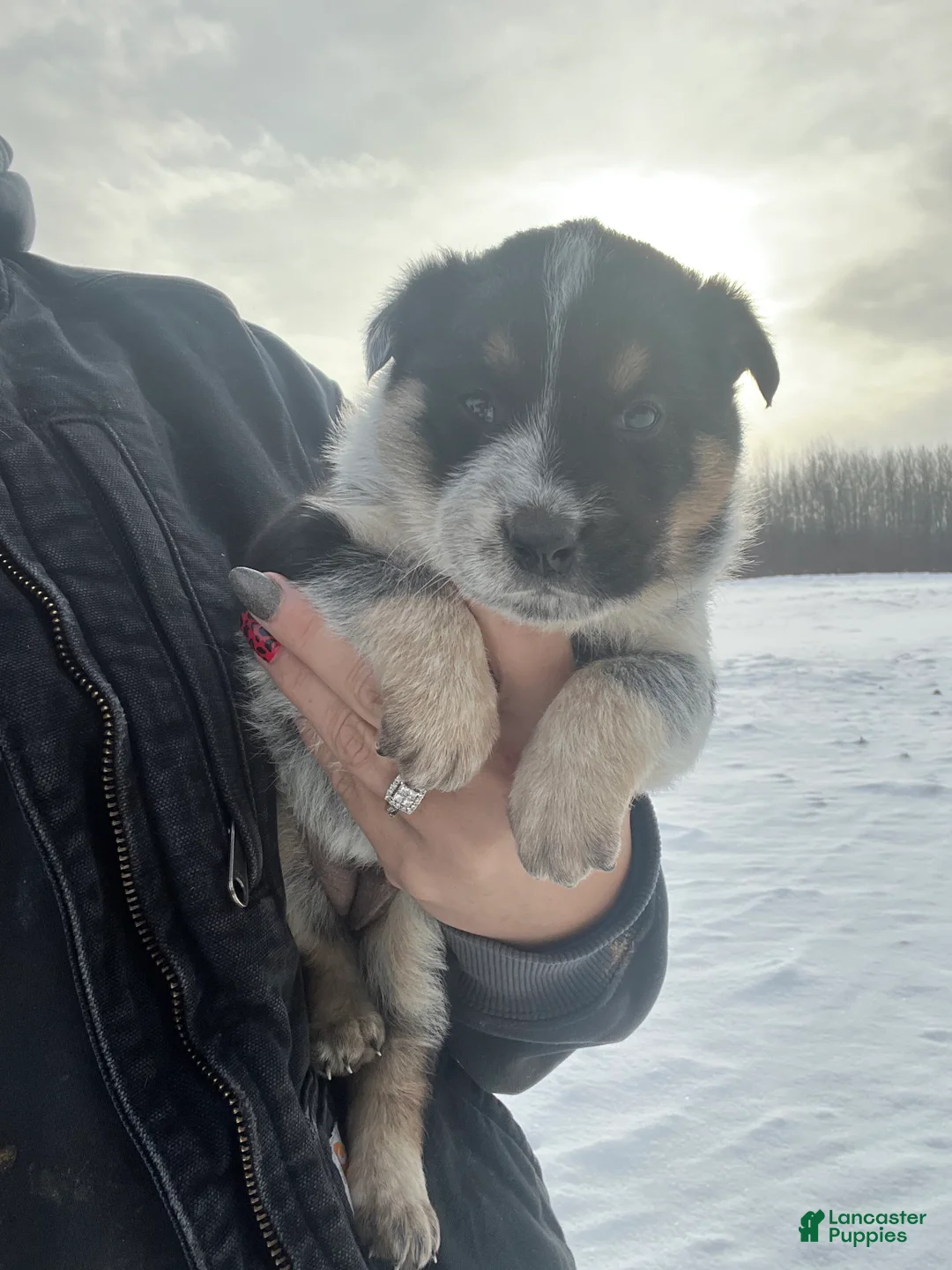 Australian Cattle Dog dogs for sale: Nellie - Ad 3