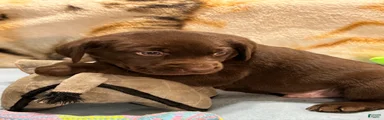 Zak