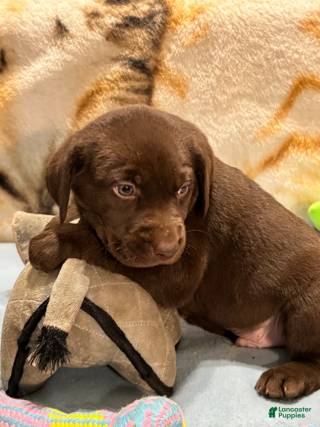 Labrador Retriever dogs for sale: Zak - Ad 1