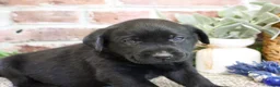 Labrador Retriever dogs for sale: Stanley  - Ad 5