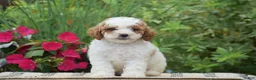 Miniature Poodle dogs for sale: Lilly - Ad 5