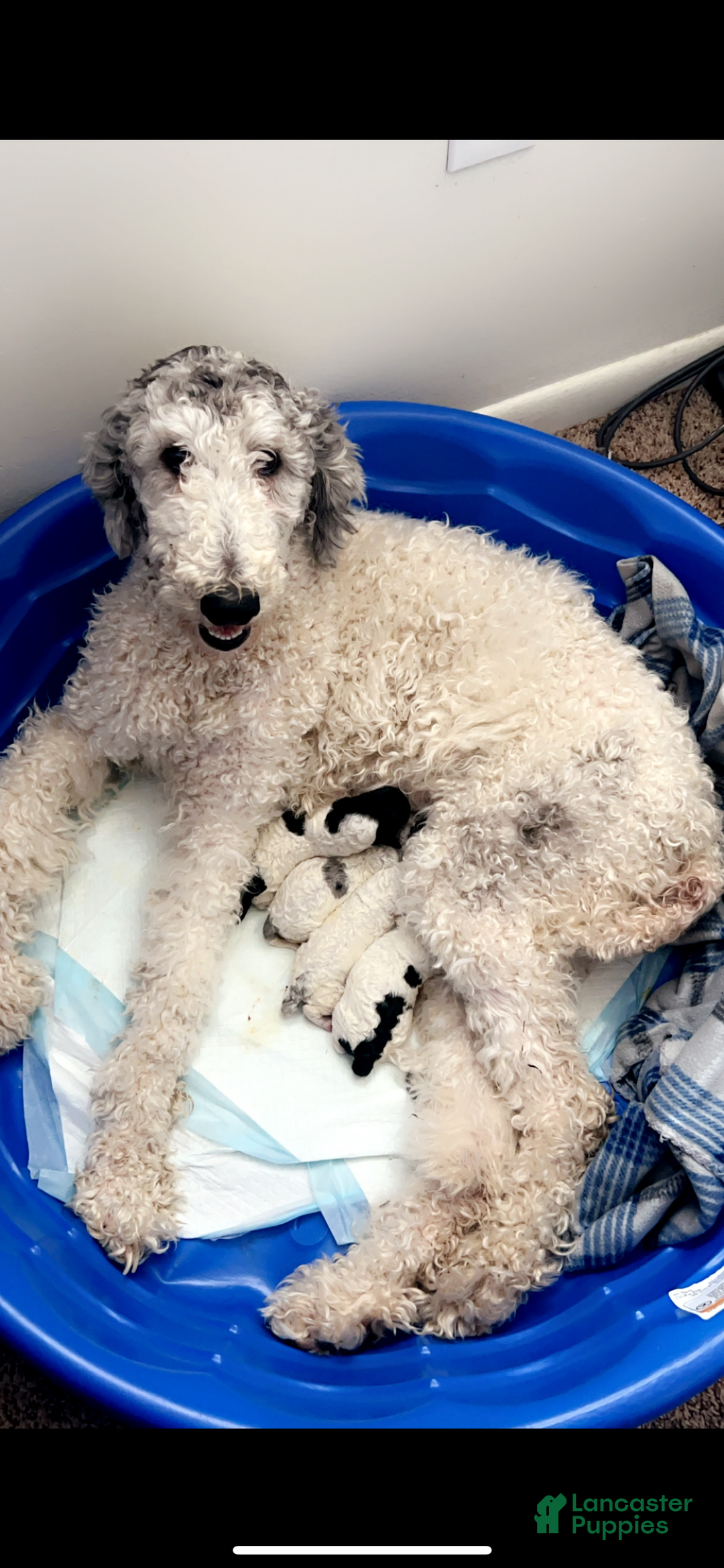 Standard Poodle dogs for sale: Standard Poodle Puppy 8 - Ad 3