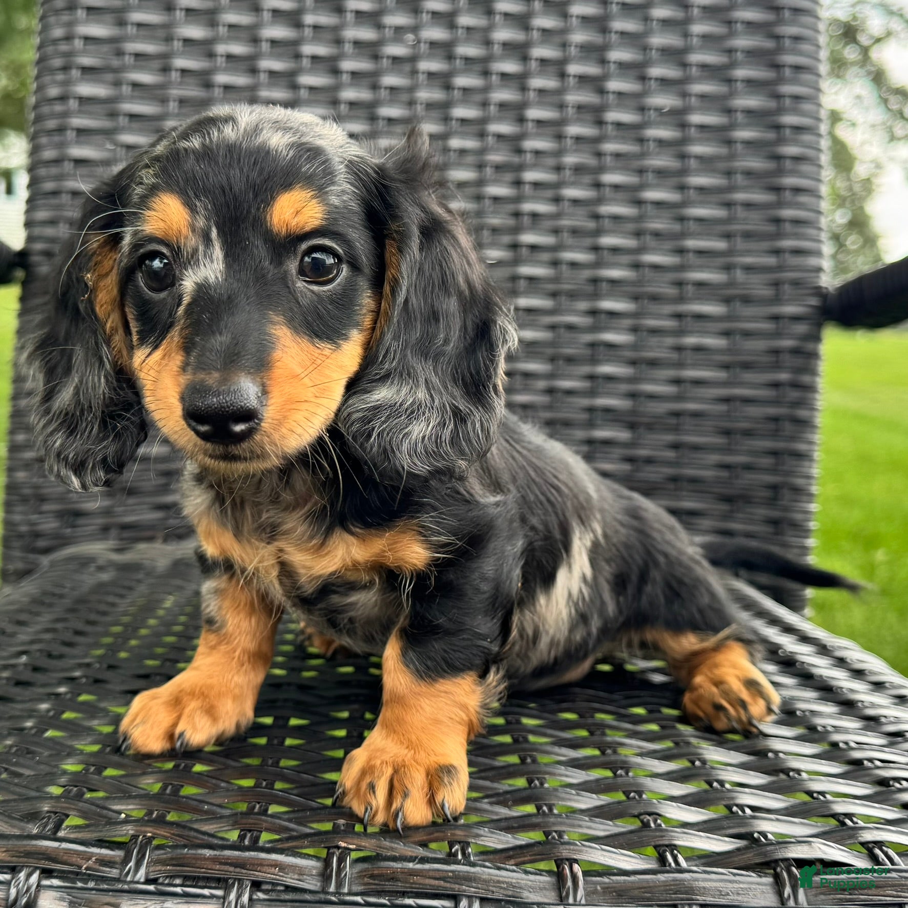 Dachshund dogs Duke - Ad 1