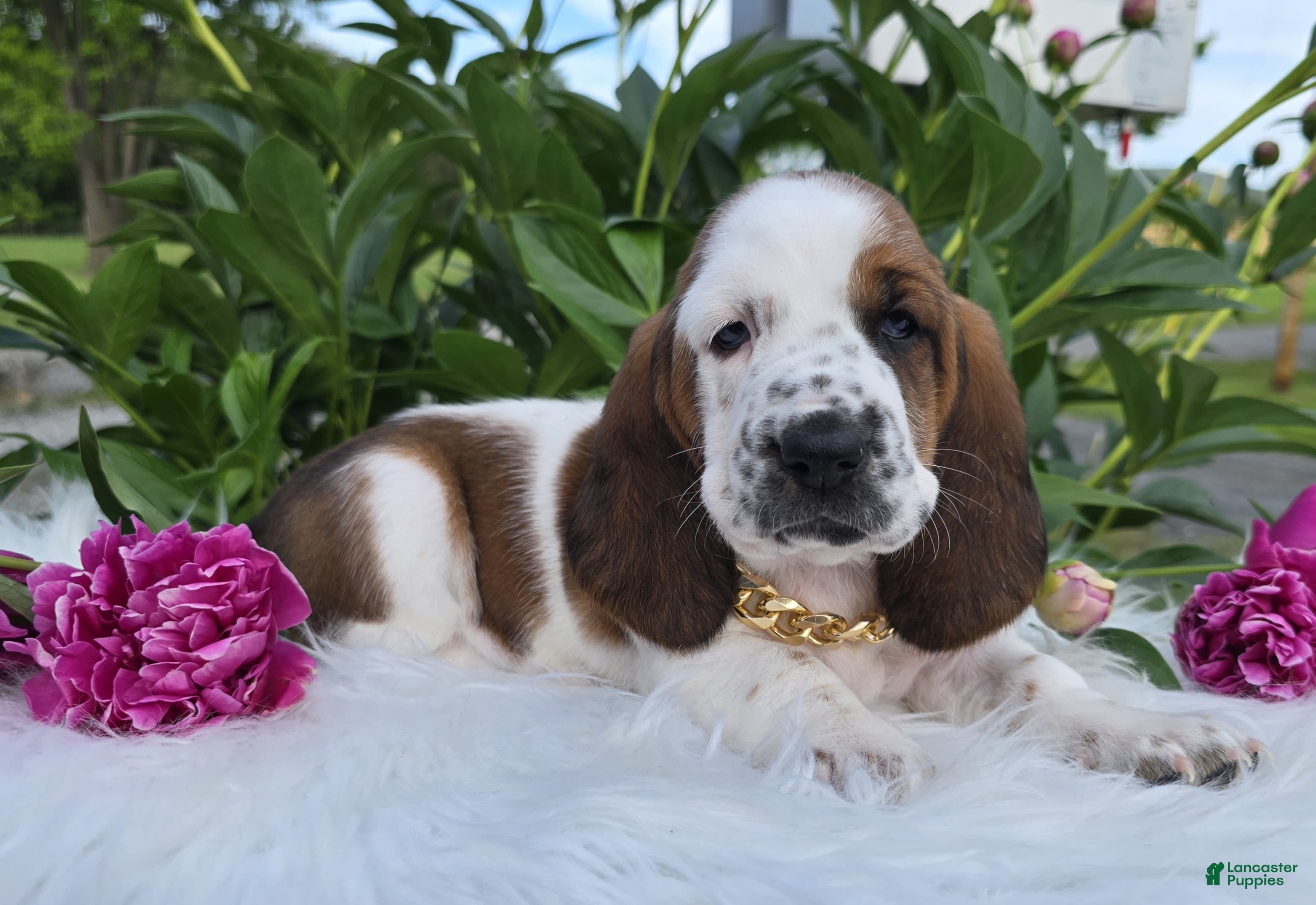 Basset Hound dogs for sale: Thelma - Ad 2