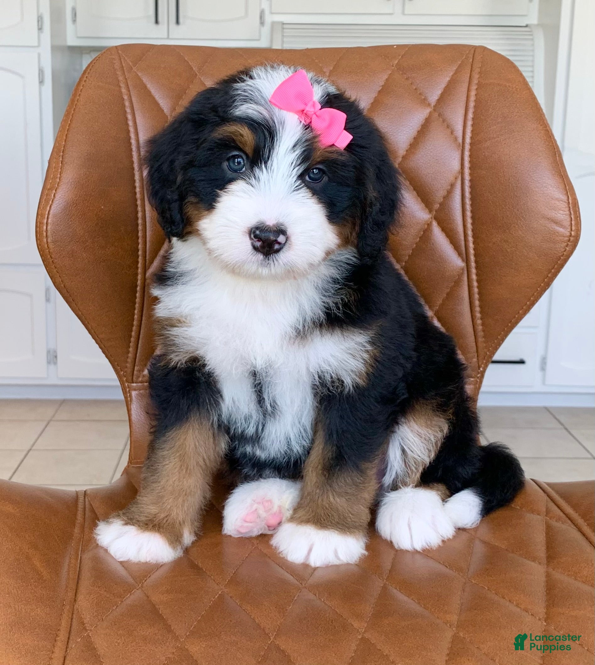 Bernedoodle dogs Chloe - Ad 1