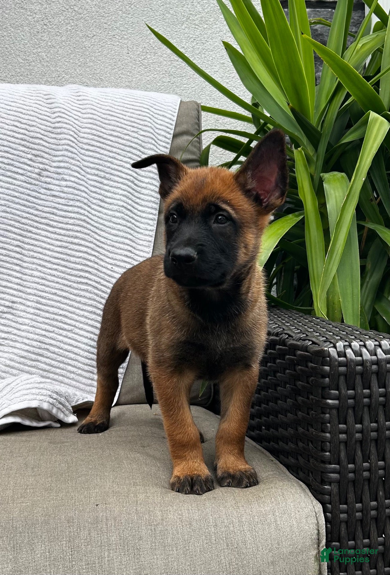 Belgian Malinois dogs for sale: Bronx - Ad 4