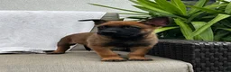 Belgian Malinois dogs for sale: Bronx - Ad 1