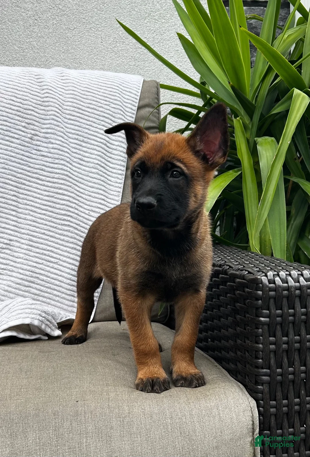 Belgian Malinois dogs for sale: Bronx - Ad 1