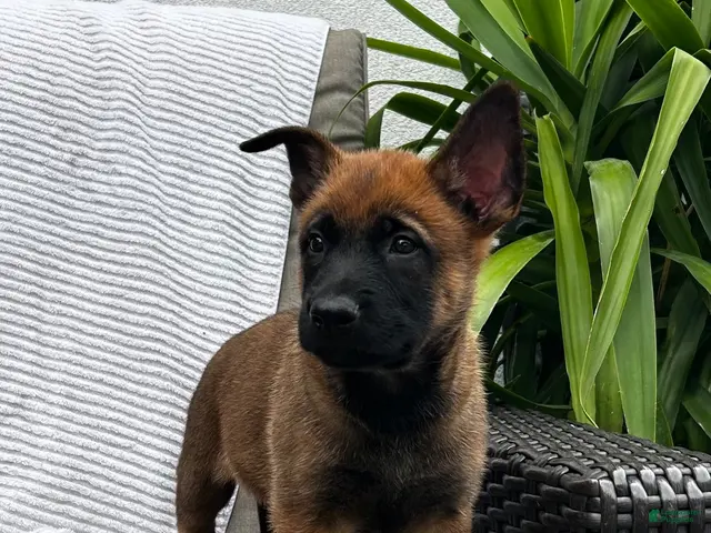 Belgian Malinois dogs for sale: Bronx - Ad 1