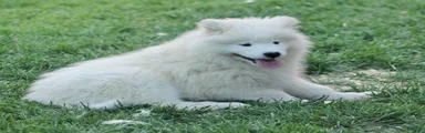 Samoyed Puppy 3