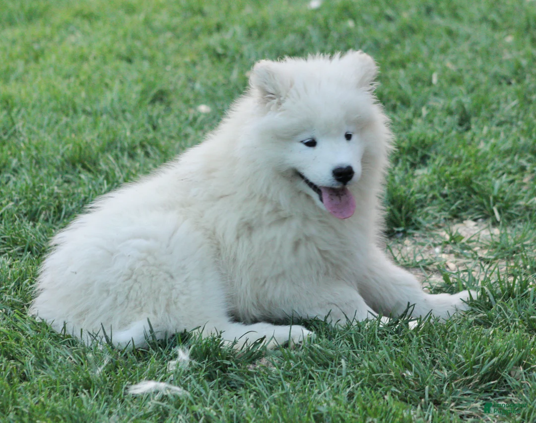 Samoyed dogs for sale: Samoyed Puppy 3 - Ad 1